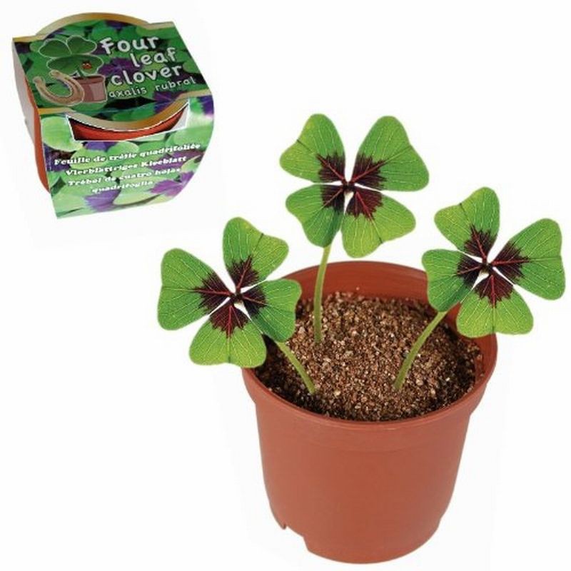 Illustration de l'annonce